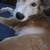 Rehoming female shepard mix, small rehome fee 1 thumbnail