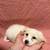 PUPPYS FOR SALE 5 thumbnail