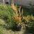 PLANTS / TREES 5 thumbnail