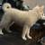Pomsky 3 thumbnail