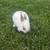 Conejos 3 thumbnail