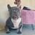 Farm Raised Frenchies Looking for Their New Home 4 thumbnail