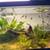 Fully stocked Aquariums $2-$5 per gallon 3 thumbnail