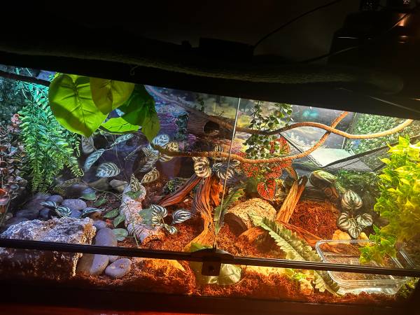 Ball python snake 40 gallon tank 1