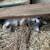 Barn kittens 4 thumbnail