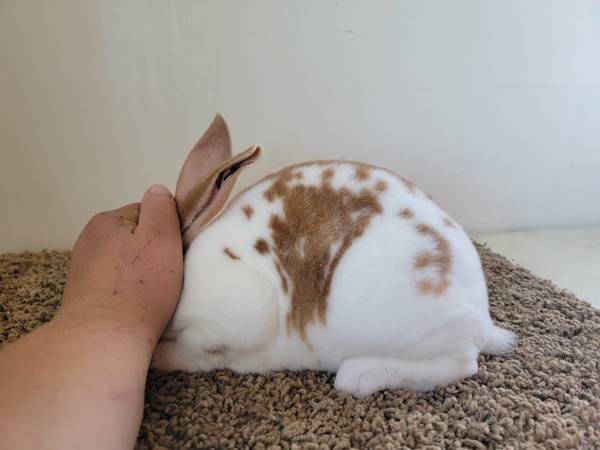 3 Month Old Rex Rabbits 1
