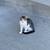 Kitten Mocha 1 thumbnail