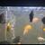 severum fish for rehoming 3 thumbnail