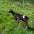Grassfed Goat Herd. Does and Doelings. ~Goats~ 3 thumbnail