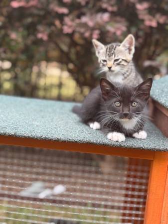 8 week old kittens, two males and two females63904506908034123