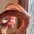 Corn snake 2 thumbnail