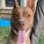 Pit Bull 4 thumbnail