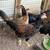 Stags and Pullets 1 thumbnail