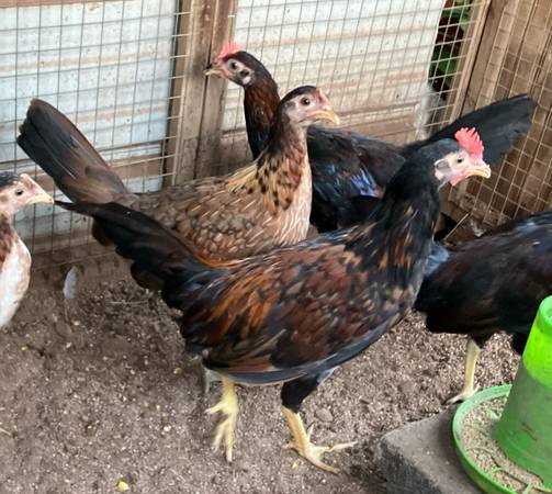 Stags and Pullets 1