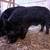 American Guninea/Kune Kune Pigs 5 thumbnail