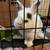 Netherland Dwarf Male Rabbit 4 thumbnail