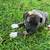 Anatolian /Irsh wolfhound puppies 2 thumbnail