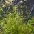 Freshwater aquarium/fish tank plants 1 thumbnail