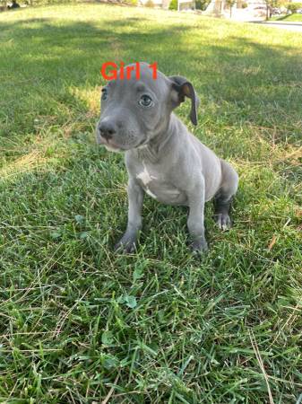 Cachorros pitbull hembra 350 firmes (Moreno valley)63893713960450120