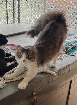 MISSING CAT WILLOW (Moore)63681469613571121