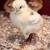Baby chicks 1 thumbnail