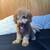 Mini poodle 1 thumbnail