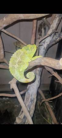 JACKSON CHAMELEON 1
