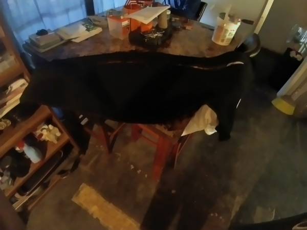 Dodge charger dash cover 1