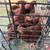Chicks 4 thumbnail