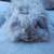 Bunnies 1 thumbnail