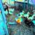 Roosters Ducks Available 6 thumbnail