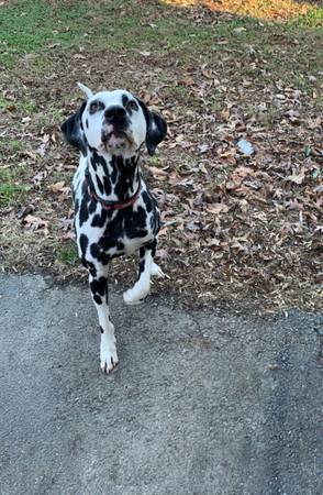 dalmatiano (Columbia)572530552671447041