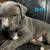 Pitbill Puppies 3 thumbnail