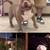 Lilac & Chocolate extreme bullie pups 10 thumbnail