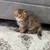 Scottish fold for sale 1 thumbnail