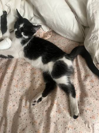 Male Kitten Black and White Adorable 1