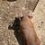 Feeder pigs 4 thumbnail