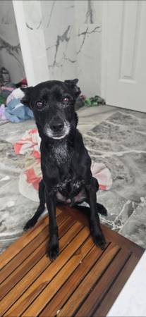 Lost Black Dog Near Mandarin Middle (Lexington Place- Jacksonville, FL)63681996801793121