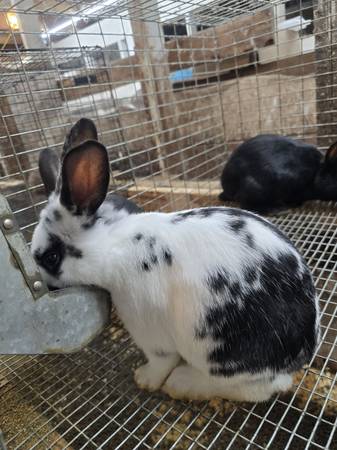 New zealand rabbits 1