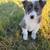 Mini corgi heelers 4 thumbnail
