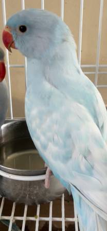 Indian ringneck (hayward / castro valley)63836592207489120