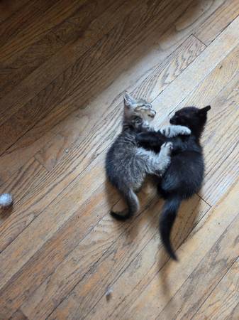 Two kittens (Benson)63670824395137124