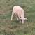 Katahdin Ewe Lamb 3 thumbnail