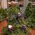 Real Noble Fir, Table Christmas tree 6 thumbnail