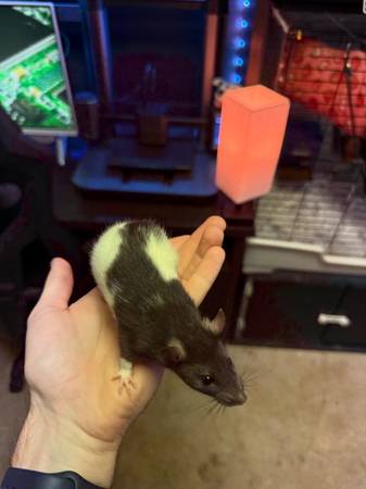 Rats (Parkville, Mo)63903108866434120