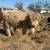Mini Cattle 20 thumbnail
