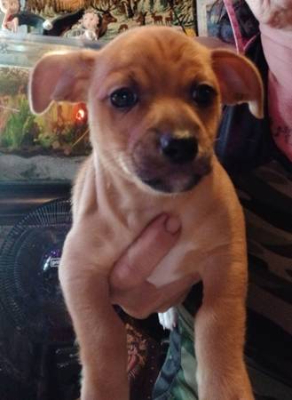 Dearhead Chihuahua Puppy (Essex)64051582522626120