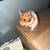 Rehoming hamster 1 thumbnail