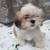Shihtzus affectionpups 2 thumbnail