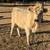 Mini Livestock 18 thumbnail